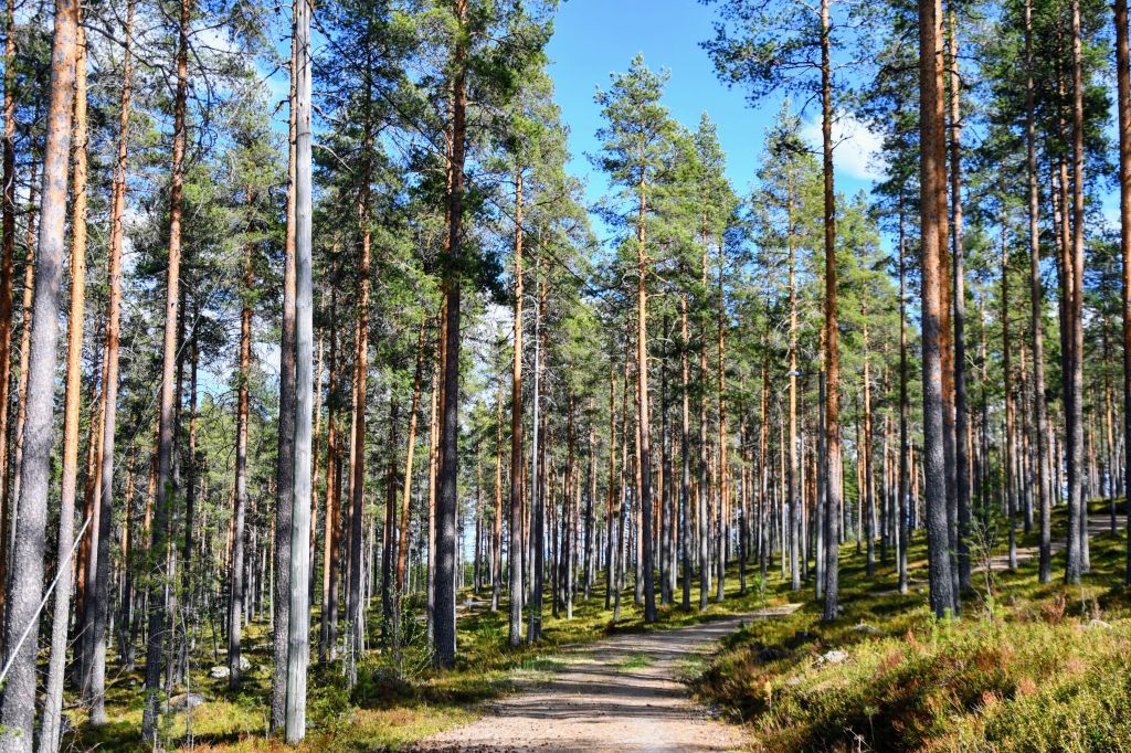 Harsunkankaan maastoa